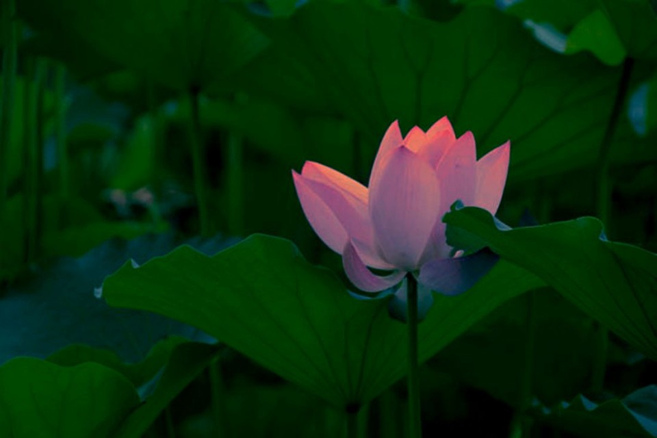 靳紫夢學(xué)拍——蓮花池公園的荷