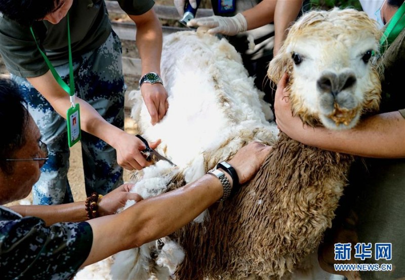 動物防暑有“涼”方