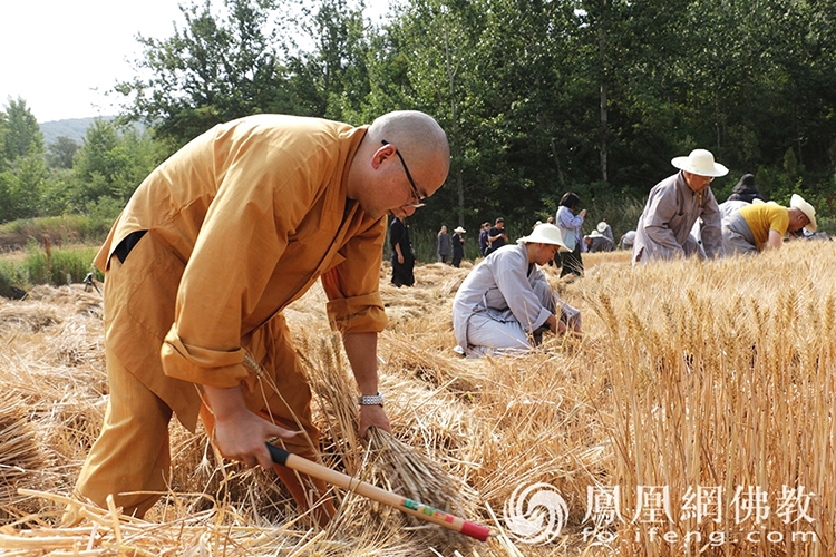 又是一年豐收季！嵩山少林寺僧眾揮鐮收割小麥