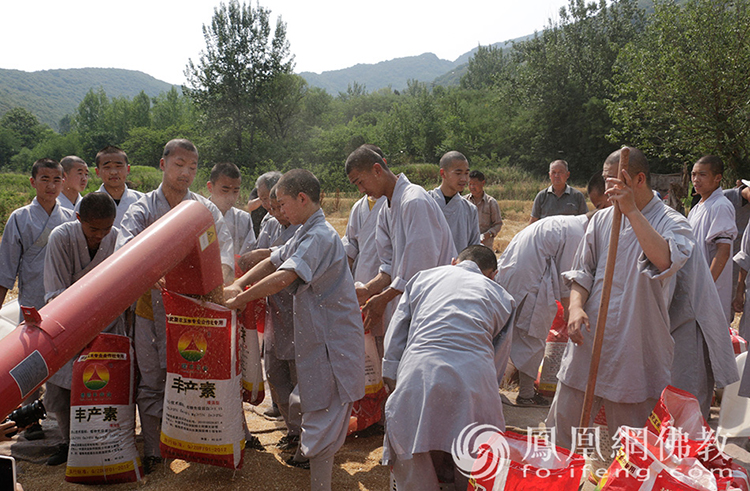 又是一年豐收季！嵩山少林寺僧眾揮鐮收割小麥