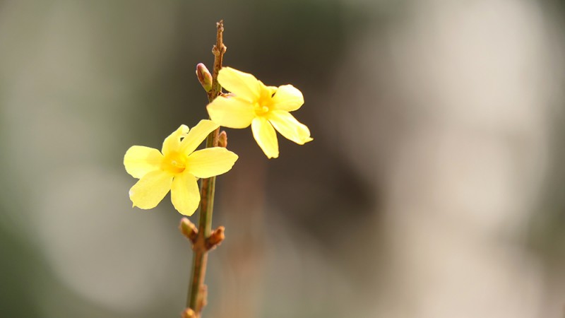 明城墻遺址早春三花