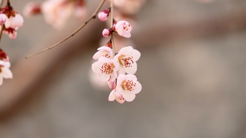 明城墻遺址早春三花