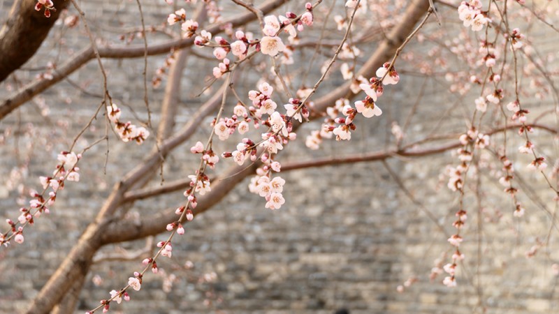 明城墻遺址早春三花