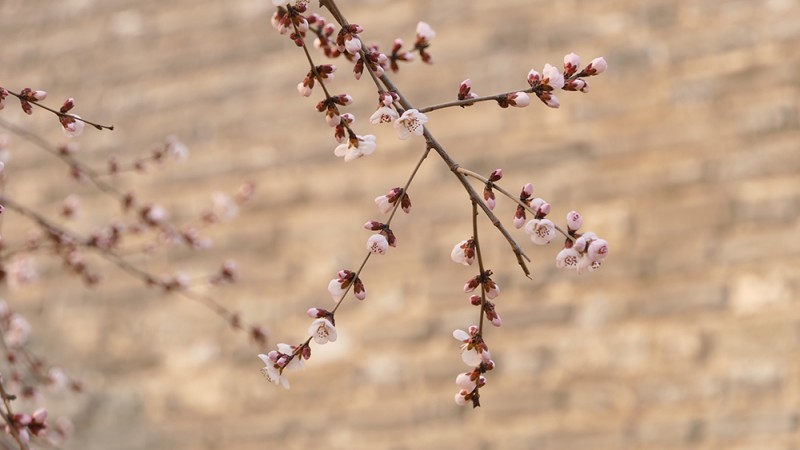 明城墻遺址早春三花