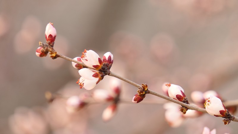 明城墻遺址早春三花