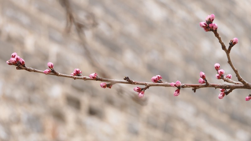 明城墻遺址早春三花