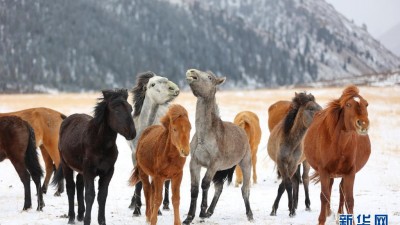 雪落山丹馬場