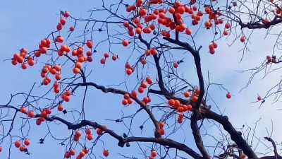 深山煙雨濃，又見(jiàn)柿子紅