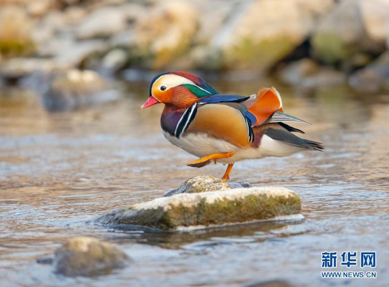 初冬暖陽 清涼河國(guó)家濕地公園鴛鴦成群