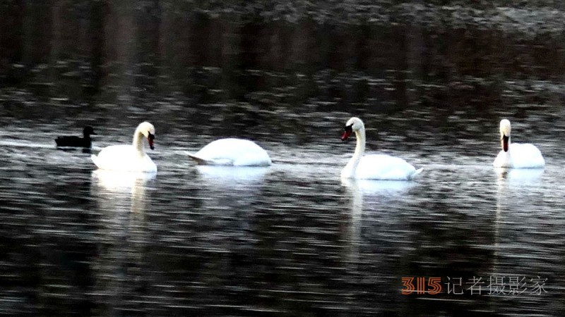 大雁——靳新國(guó)拍于北京南海子郊野公園