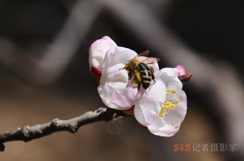 春花燦爛：笑琰攝