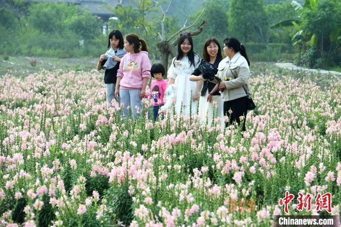 市民在孔元村賞花。 王東明 攝