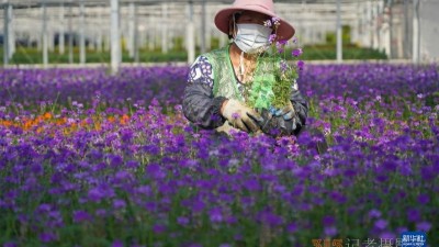 鮮花綻放致富路