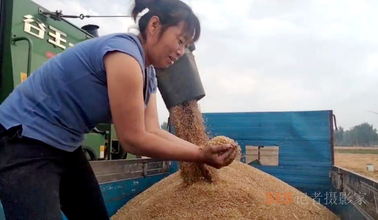 搶夏收麥歸倉(cāng) 好政策水入田—記山東德州寧津縣王吏目村小農(nóng)水工程