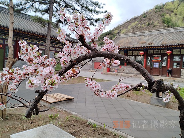 五臺(tái)山春色