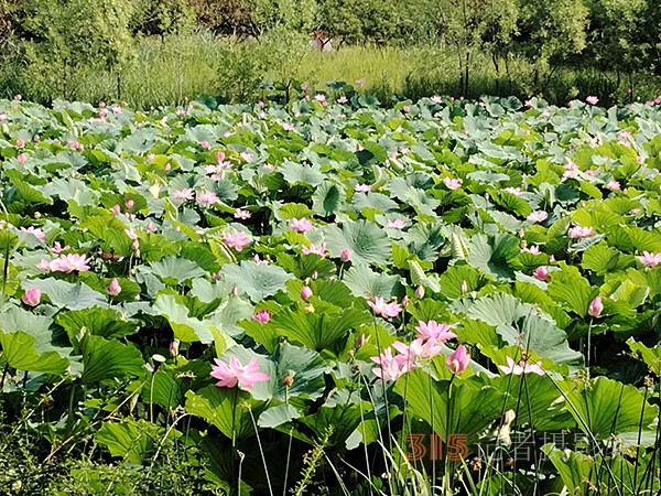 大運(yùn)河森林公園——又見(jiàn)荷盛放