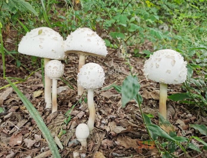 周家鴻手機拍圖——野蘑菇和雨中紫薇花