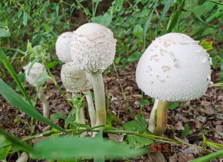 周家鴻手機拍圖——野蘑菇和雨中紫薇花