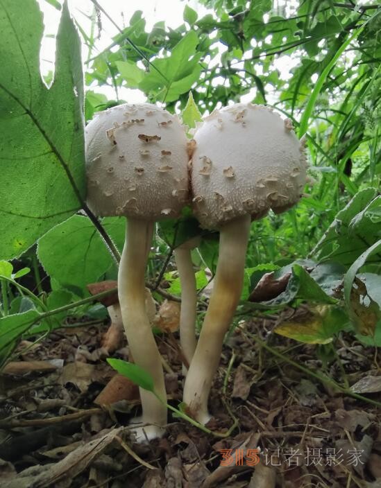 周家鴻手機拍圖——野蘑菇和雨中紫薇花