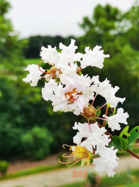 周家鴻手機拍圖——野蘑菇和雨中紫薇花