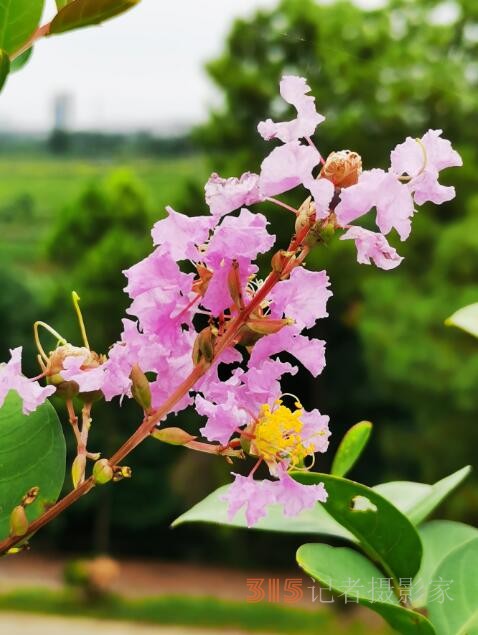 周家鴻手機拍圖——野蘑菇和雨中紫薇花