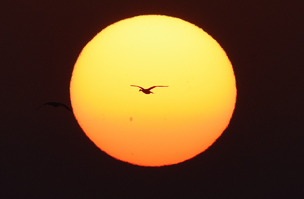  朝氣蓬勃的“太陽(yáng)鳥(niǎo)”