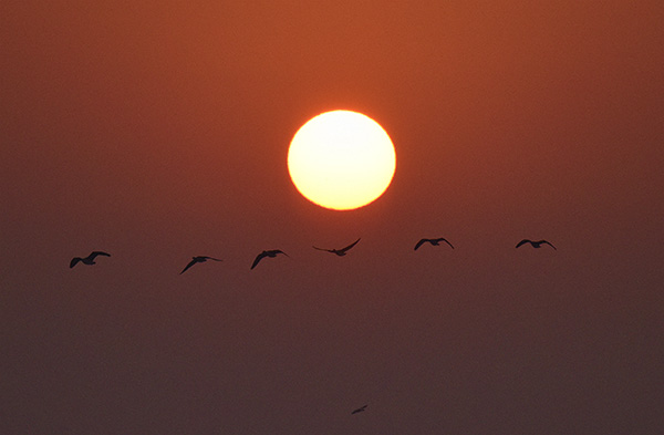  朝氣蓬勃的“太陽(yáng)鳥(niǎo)”