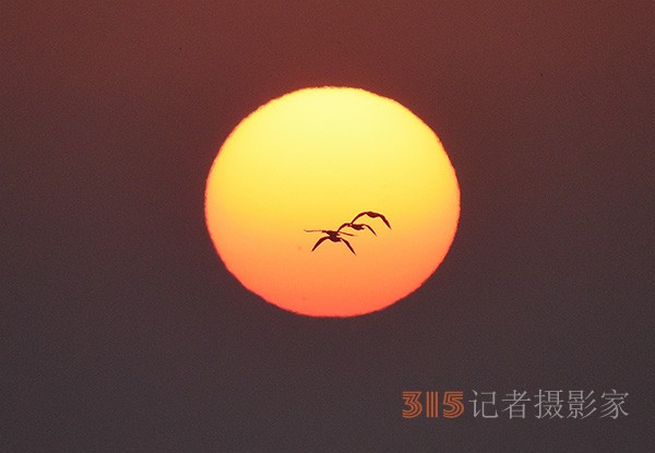  朝氣蓬勃的“太陽(yáng)鳥(niǎo)”