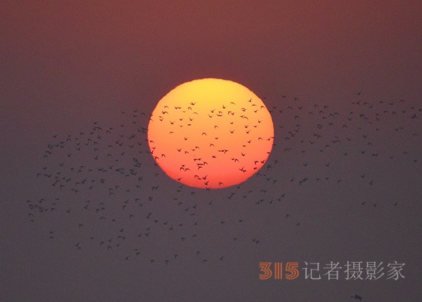  朝氣蓬勃的“太陽(yáng)鳥(niǎo)”