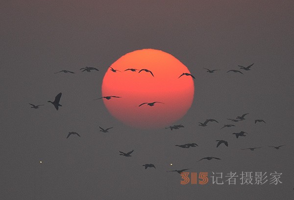  朝氣蓬勃的“太陽(yáng)鳥(niǎo)”