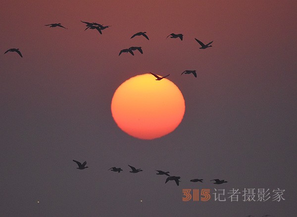  朝氣蓬勃的“太陽(yáng)鳥(niǎo)”