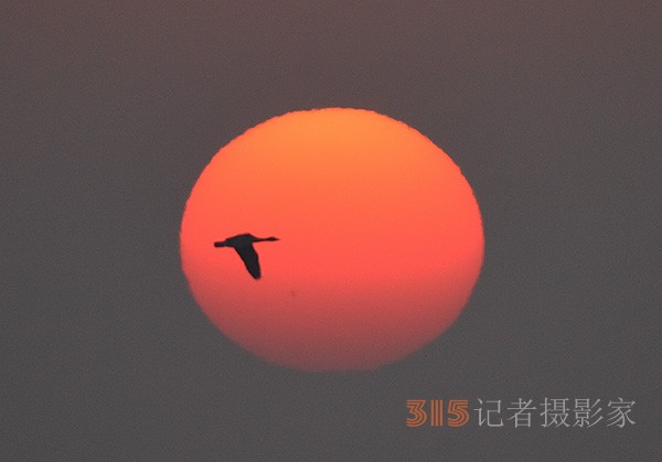  朝氣蓬勃的“太陽(yáng)鳥(niǎo)”