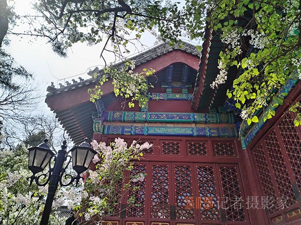 又到賞花季——法源寺