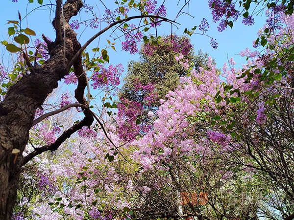 又到賞花季——法源寺