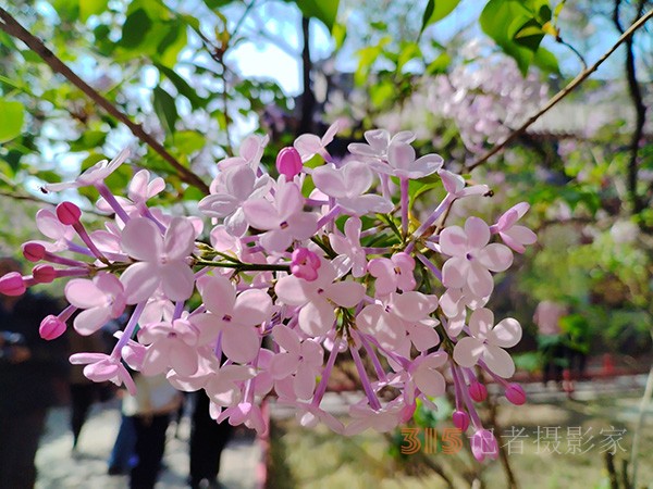 又到賞花季——法源寺