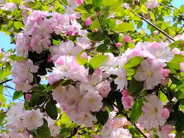 又到賞花季——法源寺