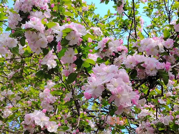 又到賞花季——法源寺