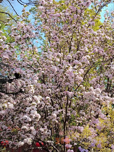 又到賞花季——法源寺