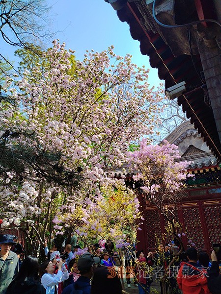 又到賞花季——法源寺