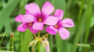 周家鴻手機(jī)拍圖——野花的情調(diào)（一組）